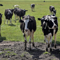 Milk Cost of Production Report 2026